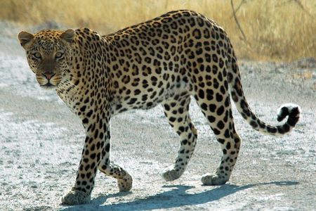 Exclusive Safari at Jhalana Leopard Park Including Transfers