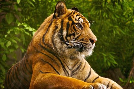 2 Days: Ranthambore Tiger Safari From Jaipur With Hotel & Safari