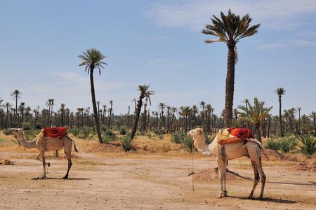 Palmeraie Sunset Camel Ride Experience from Marrakech