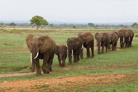 Dar Es Salaam: Day Trip Safari to Mikumi National Park by Train