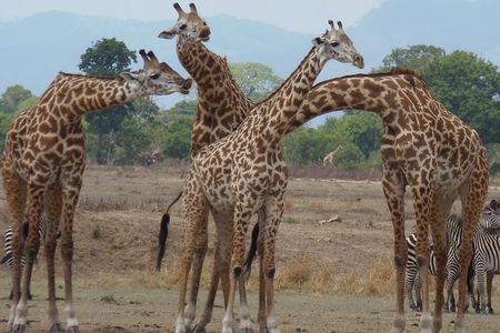 3 Days - Game Viewing Safari in Nyerere National Park