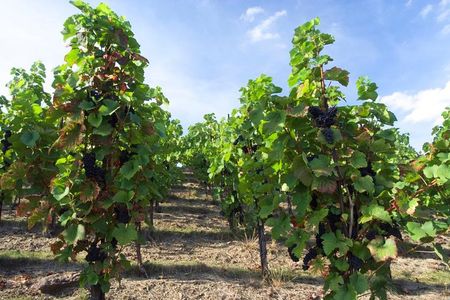 2.5-Hour Prague Wine Tasting Walking Tour