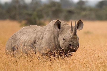 3-Day Tarangire, Ngorongoro Crater, Manyara Park