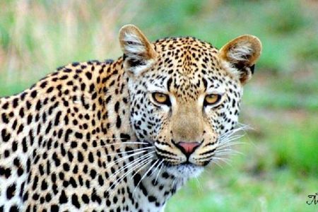 One Night Leopard Tour of Kruger National Park from Nelspruit