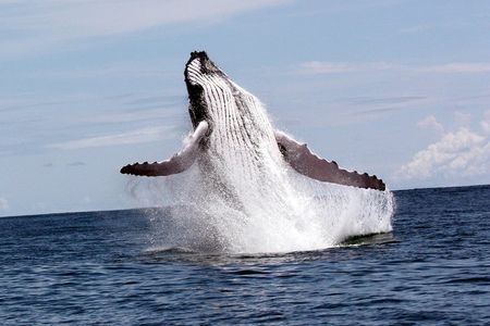 Whales and Dolphins watching Tour From Uvita