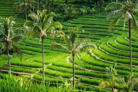 Private tour- UNESCO rice terraces, Ulundanu Beratan, Batukaru, Tanah lot temple
