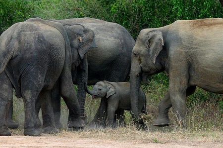 Colombo to Kandy,Ella & Yala 3 Day Tour