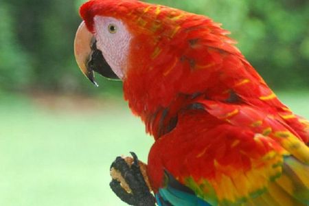 3-Day Amazon Jungle Tour at Eco Amazonia Lodge ECOLOGICO