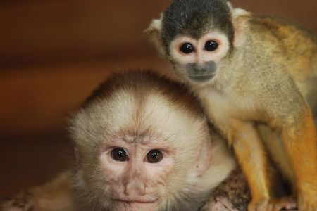 4-Day Amazon Jungle Tour at Eco Amazonia Lodge