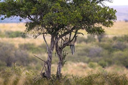 Animal Migration Safaris , Destination - Kenya