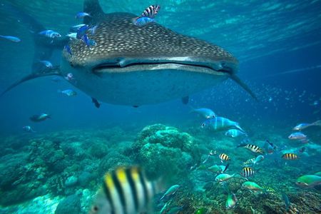 Snorkeling with Whale Sharks - Isla Mujeres 