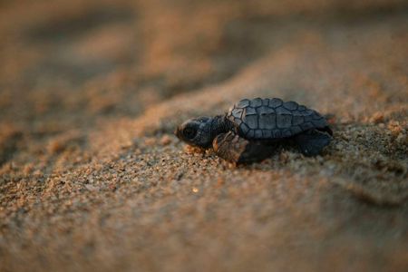 Los Cabos Turtle Release Eco-Experience