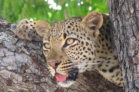 3 day Private Authentic Kruger Park Safari Experience