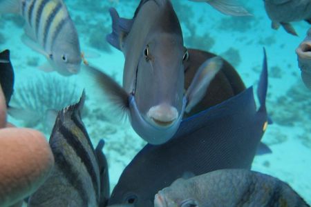 Stingray City Experience Plus Two Snorkeling Stops on Grand Cayman