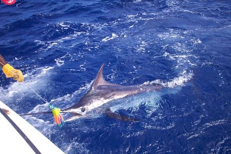 Private Fishing in St Lucia Charters