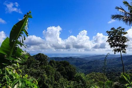 Discover El Yunque National Park: Half-Day Rainforest Tour