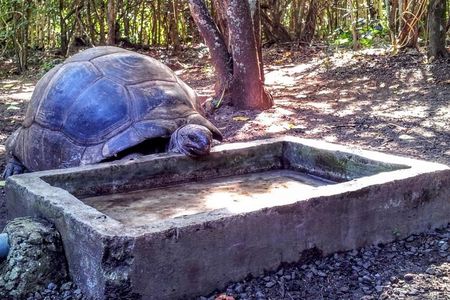 Eco Tour: Nature Reserve, Blue Bay, La Vanille Reserve, Gris Gris
