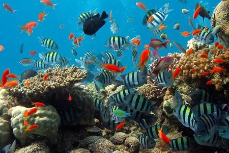 Kings Warf Catamaran Cruise, Snorkel & Refreshments