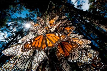 Monarch Butterfly Sanctuary Private Tour from Mexico City