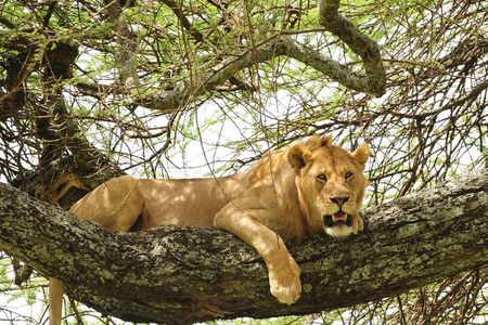 3-Day Safari Tour to Tarangire National Park, Lake Manyara National Park and Ngorongoro Crater from Arusha
