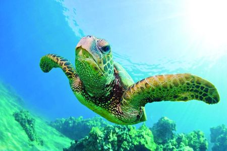 Hawaiian Sea Turtle Snorkel Sail Waikiki