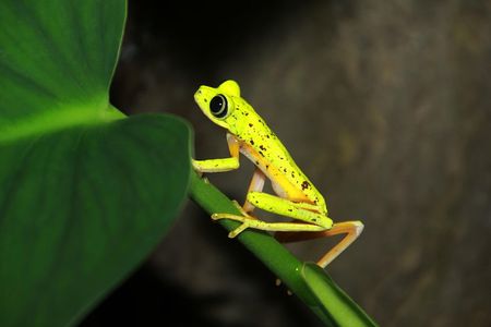 Night Walk Experience at Natura Eco Park, (frogs snakes mammals insects birds)