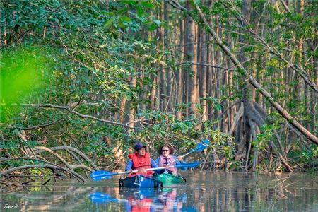 Mangrove Forest Kayak Exploration