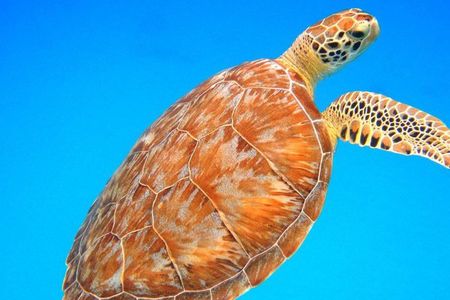 Afternoon Snorkeling Adventure in St Thomas