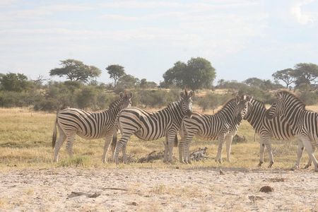 Zebra Trail Makgadikgadi Day Trip