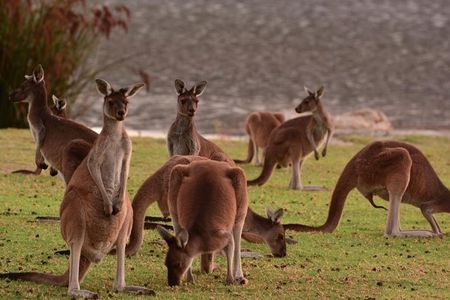 Half-Day Swan Valley & Wildlife Park Tour