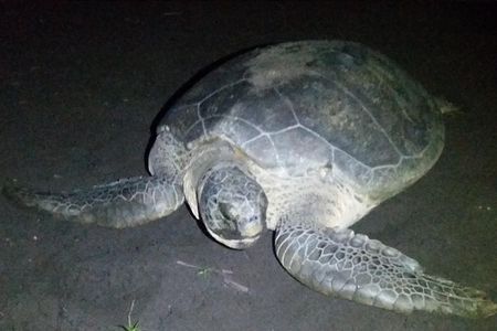 Turtle Tour Tortuguero National Park