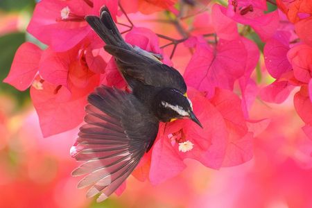 Hunte's Garden and St Nicholas Abbey small group Barbados tour