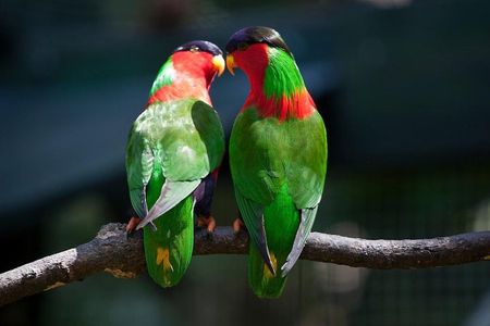 Kula Eco Bird Park ,Momi Gun Site And Market Tour Ex Marriott and Denarau resort