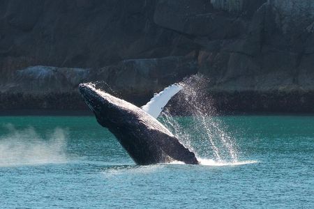 Kenai Fjords Cruise