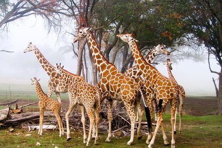 Giraffe Center and David Sheldrick Elephant Orphanage Tour