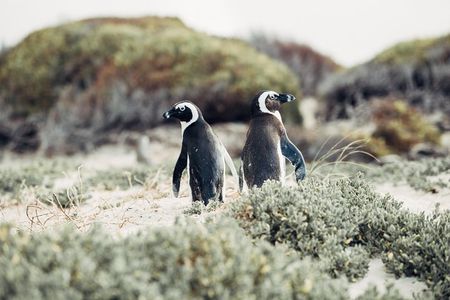Full-Day Cape Peninsula Tour from Cape Town