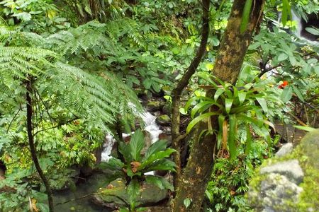 St Kitts Rainforest Tour