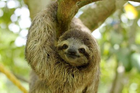 Rainforest Tour - Wanna see Sloths?