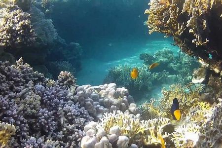 Full-Day Snorkeling Tour to Utopia Island from Luxor