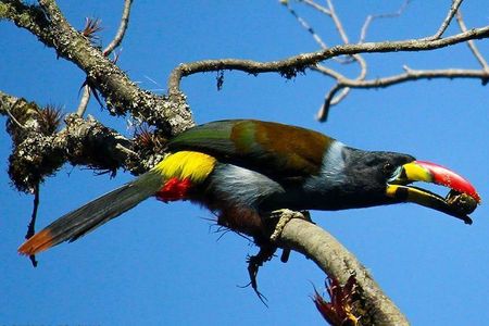 Birdwatching Tour in Cajas National Park from Cuenca