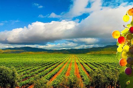 Guadalupe Valley Wine Route Tour in Baja California