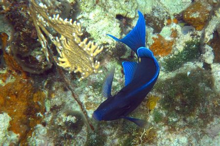 Grand Turk Reef Snorkeling Tour