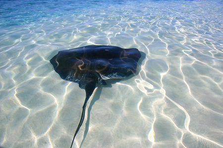  Gibbs Cay Stingray and Conch Dive Adventure