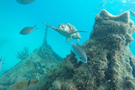 Elegance Catamaran turtles swim and lunch cruise