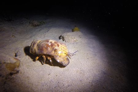 Sunset Night Dive for Certified Divers in St Thomas