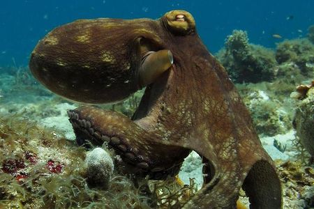 Two-Tank Dive for Certified Diving in St Thomas