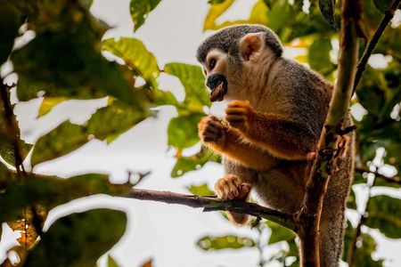 4-Day Cuyabeno Wildlife Reserve Adventure