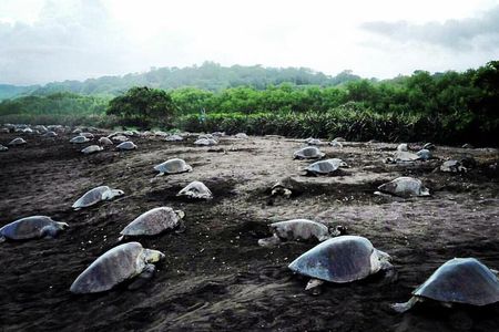 Turtle Tour Near Samara Beach