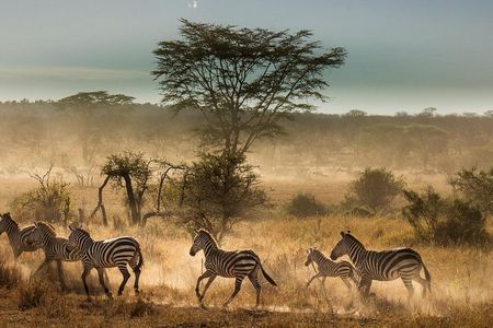 6 Days Tanzania Budget Camping Safari