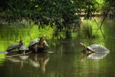 3-Days Tortuguero National Park Eco Adventure Tour